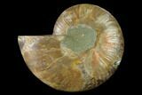 Agatized Ammonite Fossil (Half) - Madagascar #139679-1